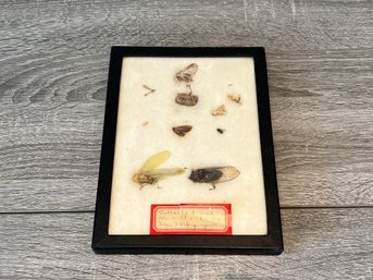 Vintage Insect Collection In Case