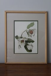 Framed & Matted Watercolor Art Print Magnolia Parviflora