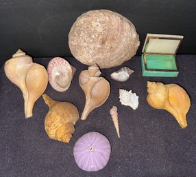 For Sea Shell Enthusiasts - Collection Of Genuine Shells, Emerald/marble? Box, 2 Horseshoe Crab Exoskeletons