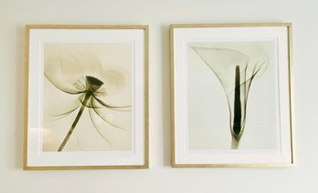 Pair Dain Tasker Modern Botanical Prints In Silver Gilt Frames