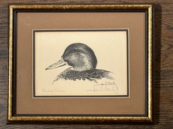 Original Signed Pencil Drawing, 'black Duck' By Jon D. Bailey