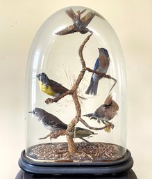 Vintage Taxidermy Birds Under Glass Cloche