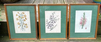 Trio Of Vintage Botanical Prints