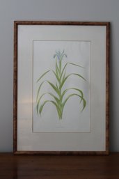 Framed & Matted Watercolor Art Print Iris Warleyensis Lithograph