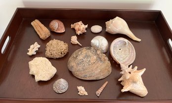 Assorted Collection Of Seashells, Coral And Natural Sponges