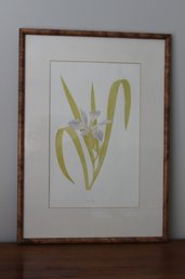 Framed & Matted Watercolor Art Print Iris Foliosa