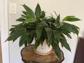 Large Peace Lily Plant In White Ceramic Planter With Leaf Motif