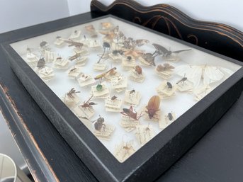 Super Cool Entomology Project - Insects In A Shadow Box