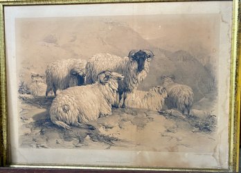 T.S. Cooper Lithograph, Scotch Mutton, 1837