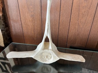 Newfoundland Carved Whalebone Vertebra Art