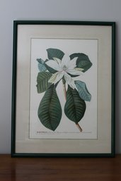 Framed & Matted Watercolor Art Print Magnolia Foliis By Redoute'