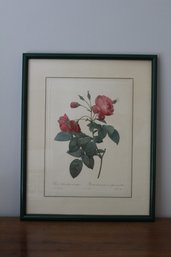 Framed & Matted Watercolor Art Print Rosa By Redoute'