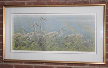 Original Framed, Penciled Signed And Numbered 198 / 950 Young Sandhill Cranes By Robert Bateman