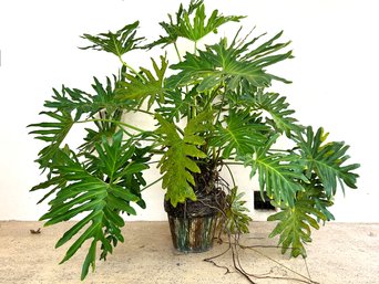 A Gorgeous And Large Philodendron In Glazed Ceramic Pot