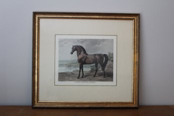 Framed Warren Hastings' Arabian Horse Engraving By Stubbs