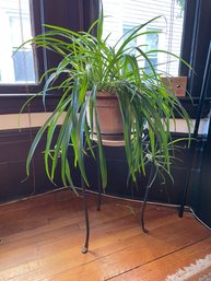 Healthy Spider Plant On Metal Stand