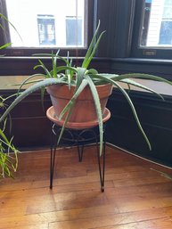 Aloe Plant On Round Metal Stand