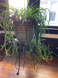 Large Spider Plant In Two-Tone Pot On Metal Stand