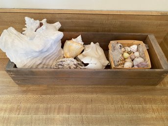 Box Of Sea Shells