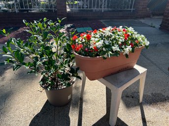 Two Lovely Potted Plants/Flowers