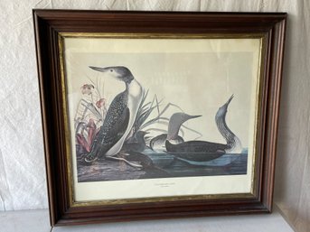 Framed Print Of Loons, Nice Victorian Frame