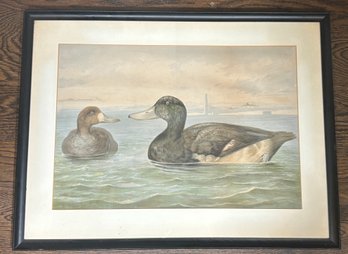 Alexander Pope Jr., (1849-1924), Greater Scaup Duck, Chromolithograph