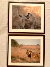 Kings Of The Savannah, Original Photography