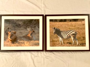 Zebra Laughing At The Pride, Original Photographs