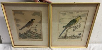 Two Hand Colored Bird Prints