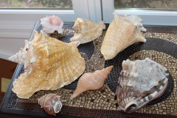 7 Conch And Other Shells