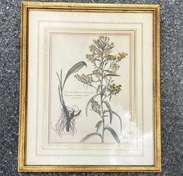 An Antique Framed Botanical Print