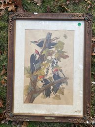 LARGE AUDUBON PRINT