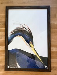 Blue Heron Framed Print