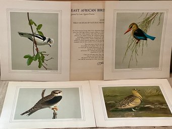 Series Of 4 EAST AFRICAN BIRD Prints By LOUIS AGASSIZ