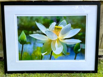 Lotus Blossom, Original Photograph, Joyce Blumenthal