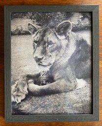 Photograph Of Wild Cat W/ Kitten Faux Black Wood Frame