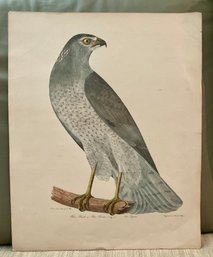 ALEXANDER WILSON BLUE HAWK Engraving With Original Hand Coloring