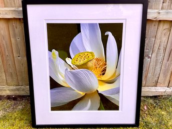 Lotus Blossom, Original Photograph, Joyce Blumenthal (Vertical)