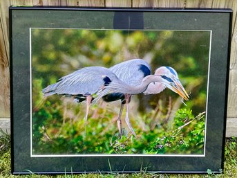 Great Blue Herons, Original Photograph, Robert Blumenthal