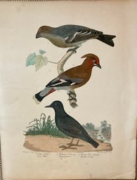 ALEXANDER WILSON American Ornithology Etching With Original Hand Coloring