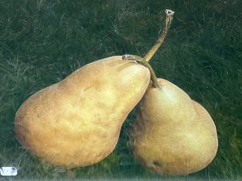 Still Life With Pears, Original Photography Work