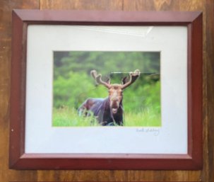 Framed Photography Art Of Wild Moose By Rick Libbey