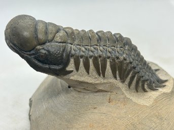 Museum Quality 'Flying' TRILOBITE FOSSIL- 420 Million Years Old