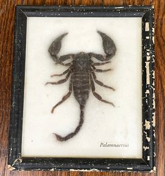 A Vintage Preserved Scorpion