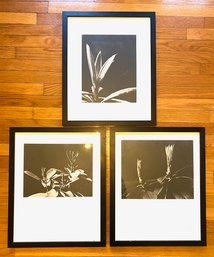 Trio Of Black & White Floral Photography Stills