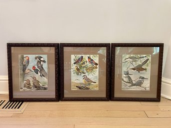 Louis Agassiz Fuertes (American, 1874-1927) Custom Framed Bird Prints