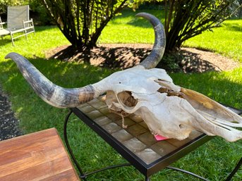 Bull Head Skeleton With Horns