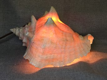 Very Nice Vintage Conch Shell Night Light - Bought At The Famous Wellfleet Flea Market On Cape Cod - Nice Item