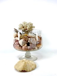 Collection Of Natural Specimen Seashells & Coral In Footed Glass Compote