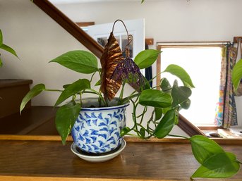 Potted House Plant Golden Pathos Ivy 12x10 Money Plant Good Luck In Blue And White Chinese Ceramic Pot